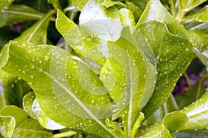 Wet tropical leaves photo