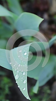 Wet tulip foliage in a spring flower garden