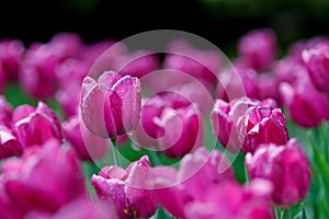 Wet tulips after heavy rain in park