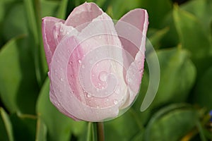 Wet tullip