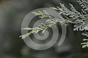 A wet twig of coniferous bushes with drops