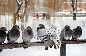 Wet urban pigeons are sitting on the crossbar during a snowfall on a blurred background with walking people.