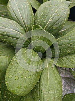 Wet vegie in the rain