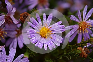 Wet violet heartleaf aster Symphyotrichum cordifolium with a lot of water drops after the october rain