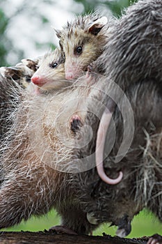 Wet Virginia Opossum Didelphis virginiana Joeys Cling to Mothers Back Summer