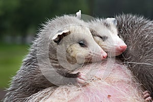 Wet Virginia Opossum Joeys Didelphis virginiana Cling to Mothers Back Summer