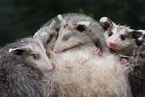 Wet Virginia Opossum Joeys Didelphis virginiana Huddle Together on Mothers Back Summer
