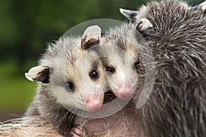 Wet Virginia Opossum Joeys Didelphis virginiana Side by Side on Mothers Back Summer
