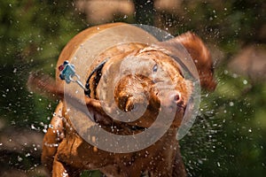 Wet Vizsla Dog Shaking photo