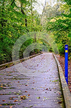 Wet Walking Trail in Woods