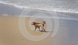 Wet Water dog walking along the sea