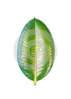 Wet with water drops Indian Ficus Elastica leaf isolated at whit
