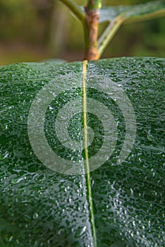 Wet with water drops Indian Ficus Elastica leaf in the tropical garden, closeup, details