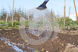 Wet watered soil of garden bed and water pouring from watering can on sunny day