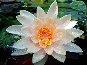 Wet Waterlily