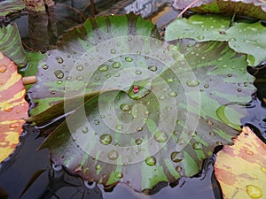 Wet waterlily leaves in crystal clear water