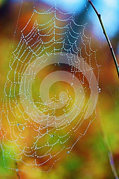 Wet web on a bright colored background