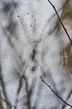 Wet web on a gray spotty background