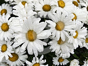 Wet White Daisy Flowers in the Garden