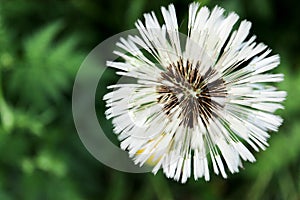 Wet white dandelion flower with seeds after the rain closeup