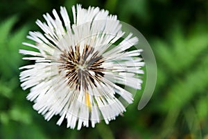 Wet white dandelion flower with seeds after the rain closeup