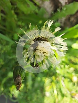 Wet white dandelion after rain