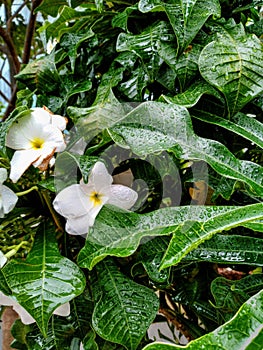 Wet white flower and leafs in rainy season which captured in the garden