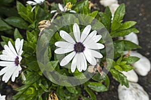 Osteospermum, or African daisies white Petals smooth and flat with purple center