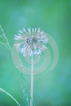 Wet white fluffy dandelion after rain.