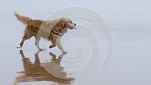 Wet white furred Labrador Retriever pet dog runs on beach with wagging tail.