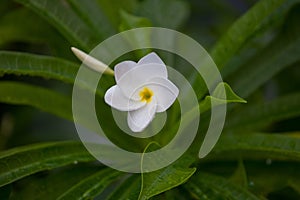 Wet white Plumeria flower Frangipani flower blooming with rain drops