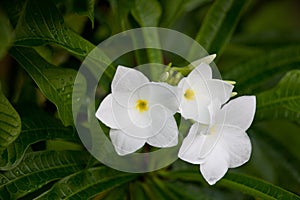 Wet white Plumeria flower Frangipani flower blooming with rain drops