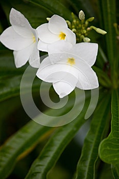 Wet white Plumeria flower Frangipani flower blooming with rain drops