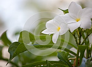 Wet white Plumeria flower Frangipani flower blooming with rain drops