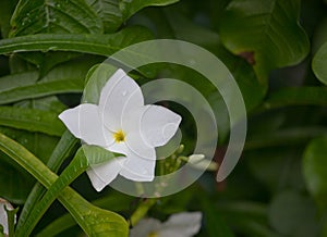 Wet white Plumeria flower Frangipani flower blooming with rain drops