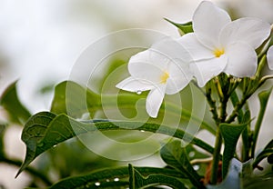 Wet white Plumeria flower Frangipani flower blooming with rain drops