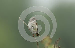 A wet Whitethroat, Sylvia communis, perching on a thorny bramble twig on a rainy day in the UK.