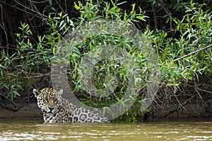 Wet Wild Jaguar Pausing in River in front of Jungle
