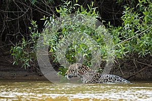 Wet Wild Jaguar in the River by Jungle with Large Wound