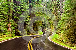 Wet winding road through a lush green forest