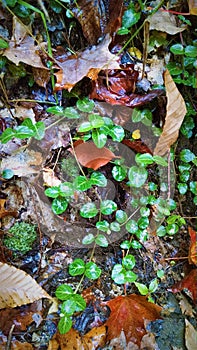 Wet wintergreen leaves shine in the autumn Catskills