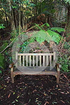 Wet wooden bench in rain forest