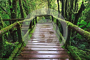 Wet wooden trail birdge walking way at hill mountain evergreen f