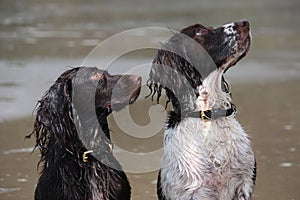 A wet Working type English springer and cocker spaniels on a beach