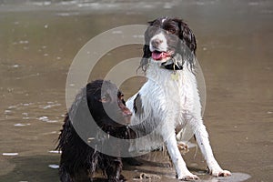 Wet Working type English springer and cocker spaniels on a beach