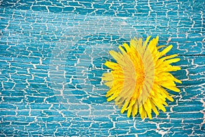 Wet yellow dandelion, closeup image