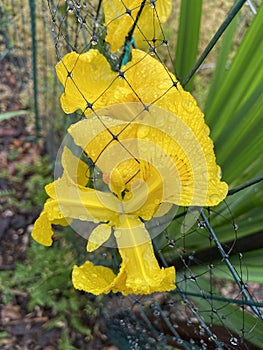 Wet Yellow Iris Flower in the Rain