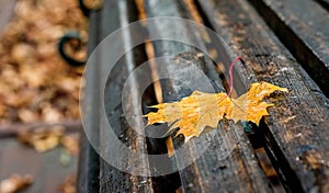 Wet yellow maple leaf on a bench in the park. A rainy autumn day