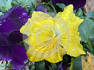 Wet Yellow Pansy Flower in February