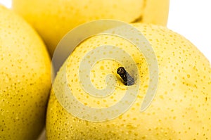 Wet yellow pear macro